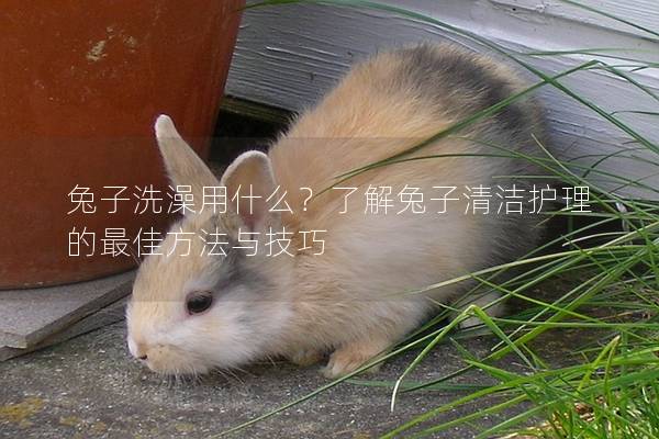 兔子洗澡用什么？了解兔子清洁护理的最佳方法与技巧
