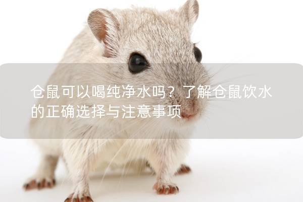 仓鼠可以喝纯净水吗？了解仓鼠饮水的正确选择与注意事项