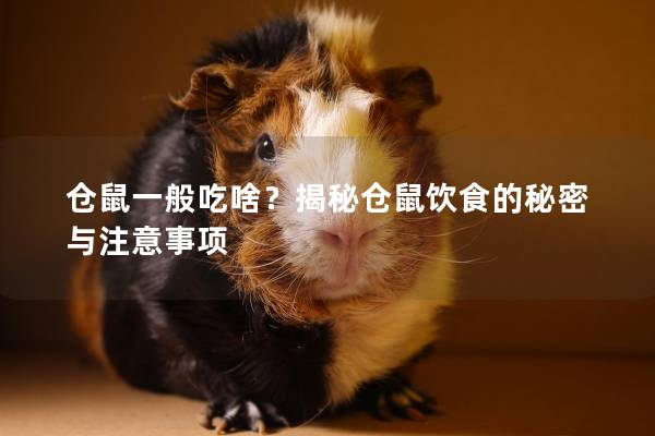 仓鼠一般吃啥？揭秘仓鼠饮食的秘密与注意事项