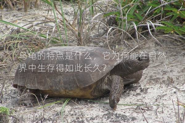 乌龟的特点是什么，它为何能在自然界中生存得如此长久？