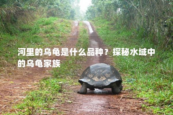 河里的乌龟是什么品种？探秘水域中的乌龟家族