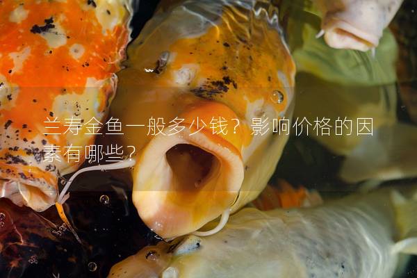 兰寿金鱼一般多少钱？影响价格的因素有哪些？