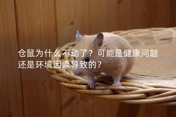 仓鼠为什么不动了？可能是健康问题还是环境因素导致的？