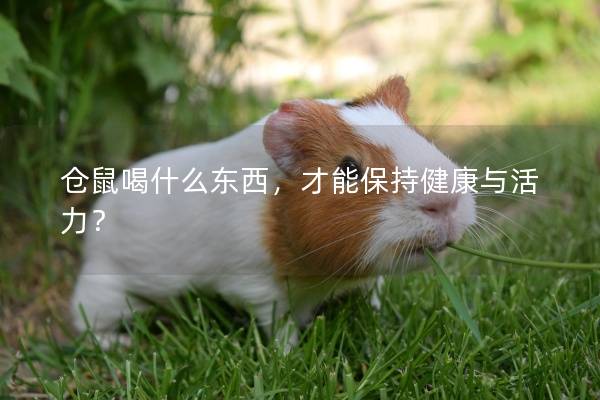 仓鼠喝什么东西，才能保持健康与活力？