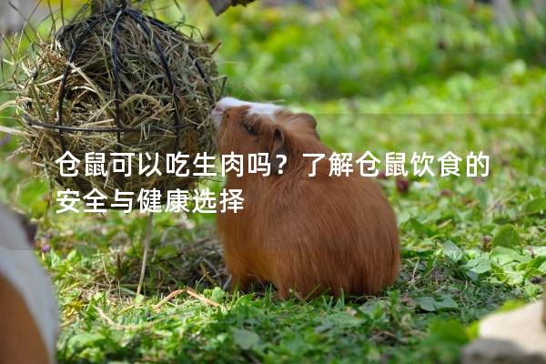 仓鼠可以吃生肉吗？了解仓鼠饮食的安全与健康选择