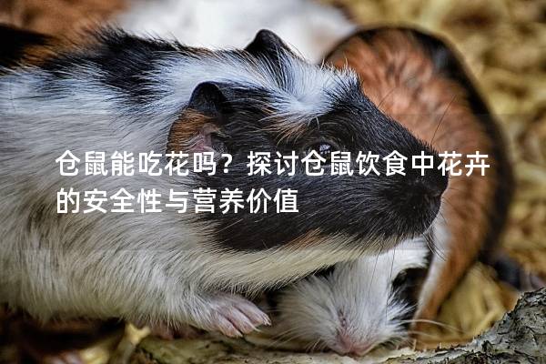 仓鼠能吃花吗？探讨仓鼠饮食中花卉的安全性与营养价值