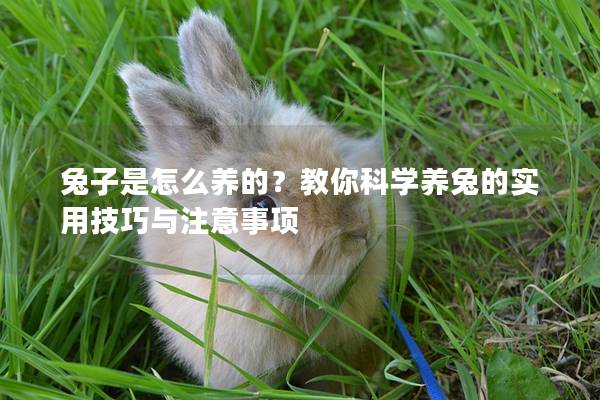 兔子是怎么养的？教你科学养兔的实用技巧与注意事项