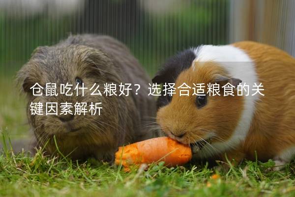 仓鼠吃什么粮好？选择合适粮食的关键因素解析