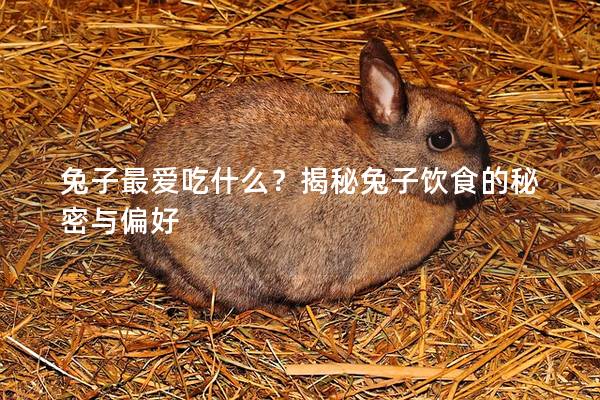 兔子最爱吃什么？揭秘兔子饮食的秘密与偏好
