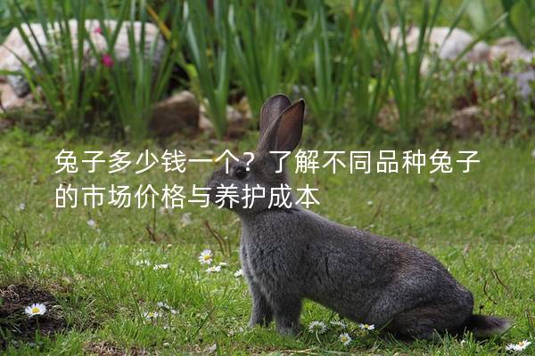 兔子多少钱一个？了解不同品种兔子的市场价格与养护成本