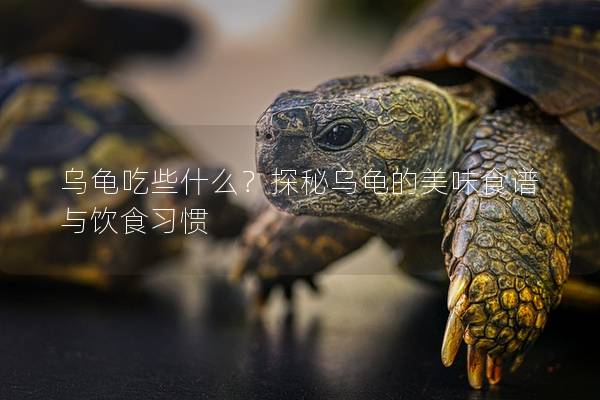 乌龟吃些什么？探秘乌龟的美味食谱与饮食习惯