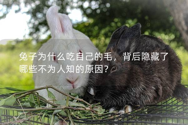 兔子为什么吃自己的毛，背后隐藏了哪些不为人知的原因？