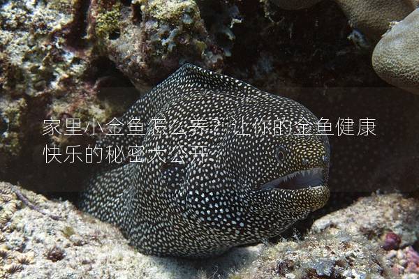 家里小金鱼怎么养？让你的金鱼健康快乐的秘密大公开