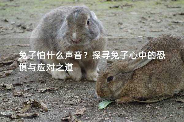 兔子怕什么声音？探寻兔子心中的恐惧与应对之道