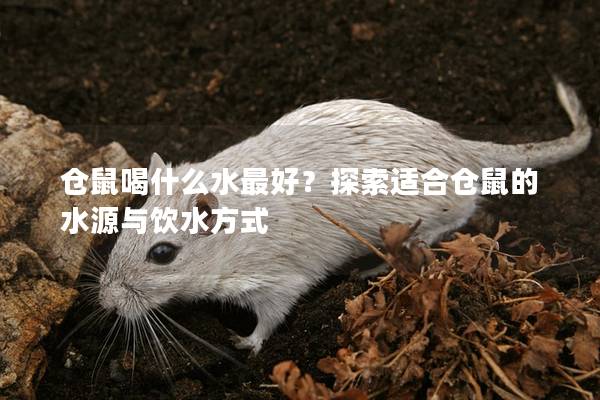 仓鼠喝什么水最好？探索适合仓鼠的水源与饮水方式