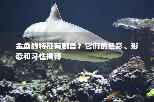 金鱼的特征有哪些？它们的色彩、形态和习性揭秘