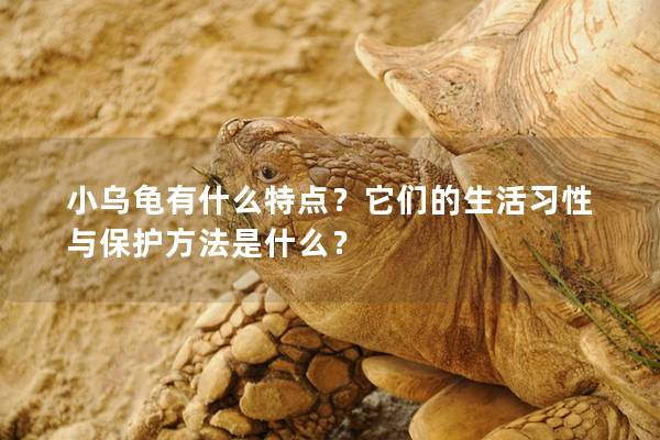小乌龟有什么特点？它们的生活习性与保护方法是什么？