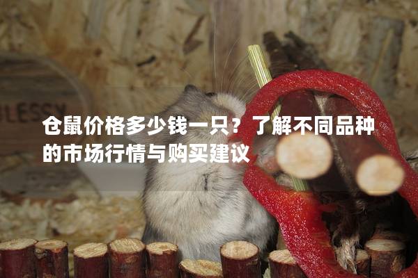 仓鼠价格多少钱一只？了解不同品种的市场行情与购买建议