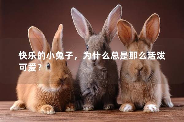 快乐的小兔子，为什么总是那么活泼可爱？