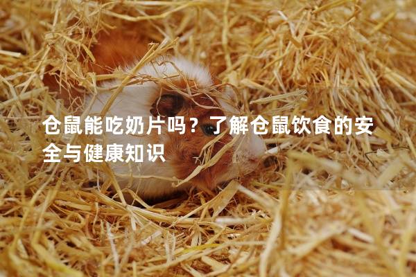 仓鼠能吃奶片吗？了解仓鼠饮食的安全与健康知识