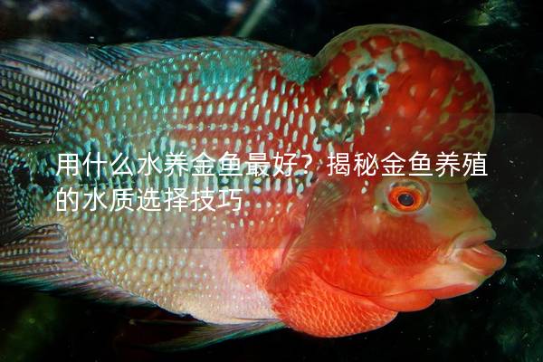 用什么水养金鱼最好？揭秘金鱼养殖的水质选择技巧