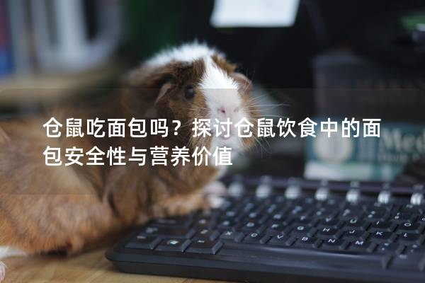 仓鼠吃面包吗？探讨仓鼠饮食中的面包安全性与营养价值