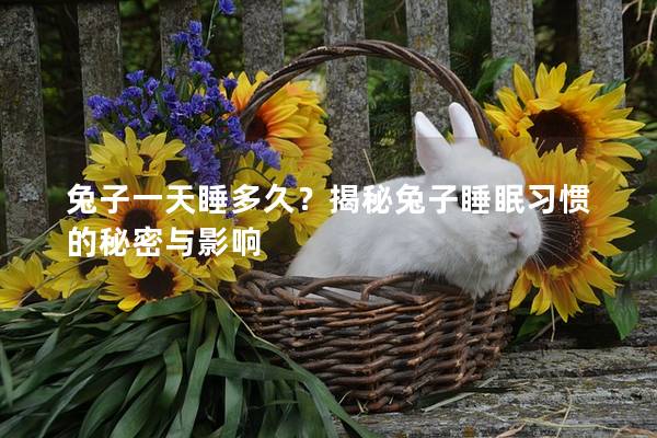 兔子一天睡多久？揭秘兔子睡眠习惯的秘密与影响