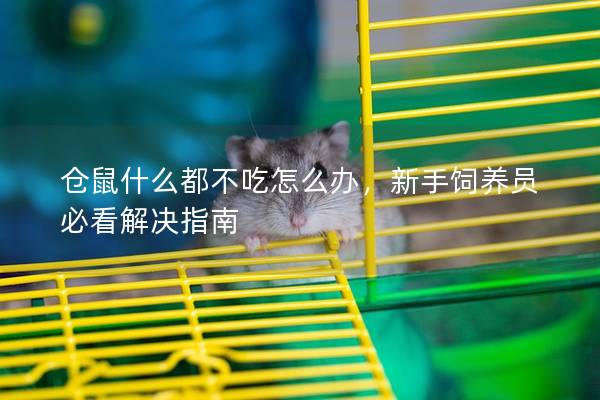 仓鼠什么都不吃怎么办，新手饲养员必看解决指南