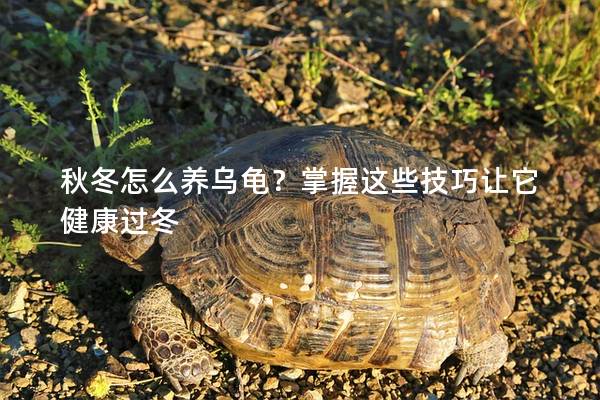 秋冬怎么养乌龟？掌握这些技巧让它健康过冬