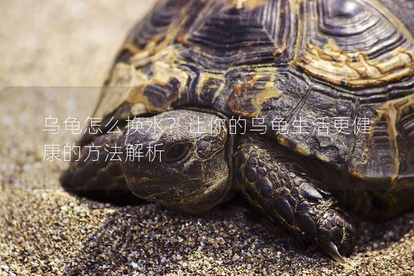乌龟怎么换水？让你的乌龟生活更健康的方法解析