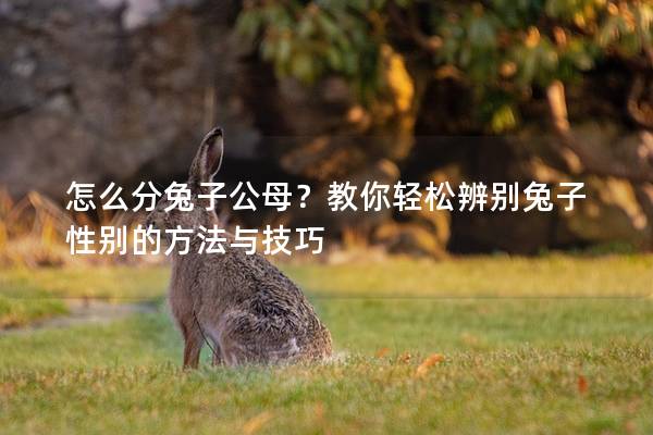 怎么分兔子公母？教你轻松辨别兔子性别的方法与技巧