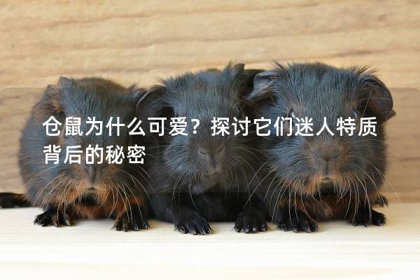 仓鼠为什么可爱？探讨它们迷人特质背后的秘密