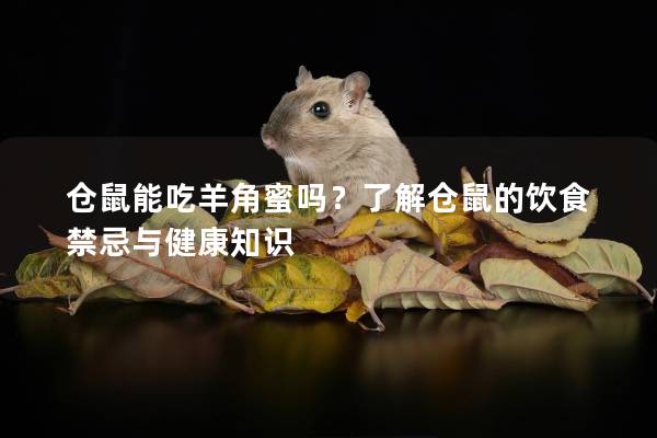 仓鼠能吃羊角蜜吗？了解仓鼠的饮食禁忌与健康知识