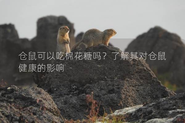仓鼠可以吃棉花糖吗？了解其对仓鼠健康的影响