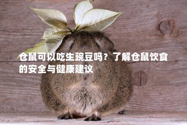 仓鼠可以吃生豌豆吗？了解仓鼠饮食的安全与健康建议