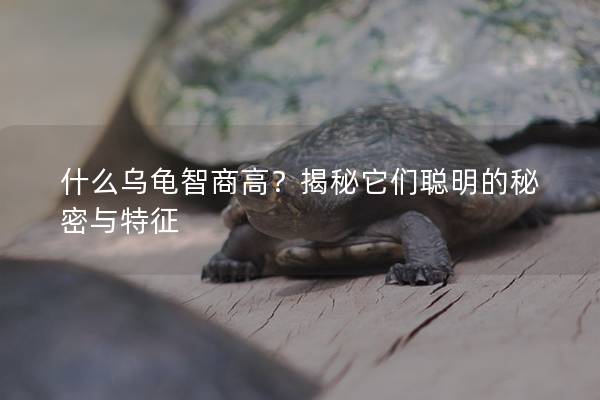 什么乌龟智商高？揭秘它们聪明的秘密与特征