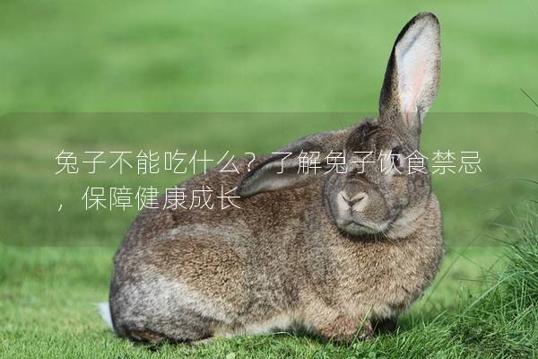 兔子不能吃什么？了解兔子饮食禁忌，保障健康成长