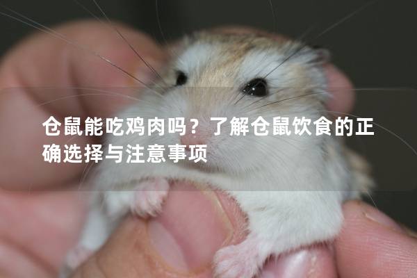 仓鼠能吃鸡肉吗？了解仓鼠饮食的正确选择与注意事项