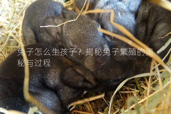 兔子怎么生孩子？揭秘兔子繁殖的奥秘与过程