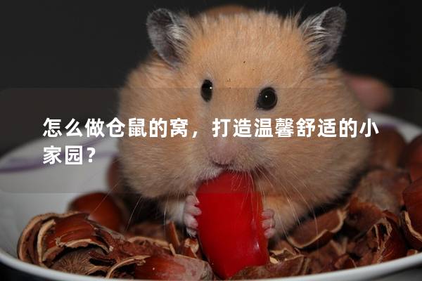 怎么做仓鼠的窝，打造温馨舒适的小家园？