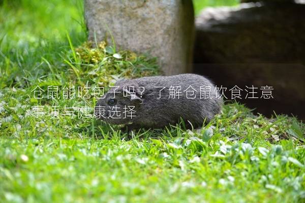 仓鼠能吃包子吗？了解仓鼠饮食注意事项与健康选择