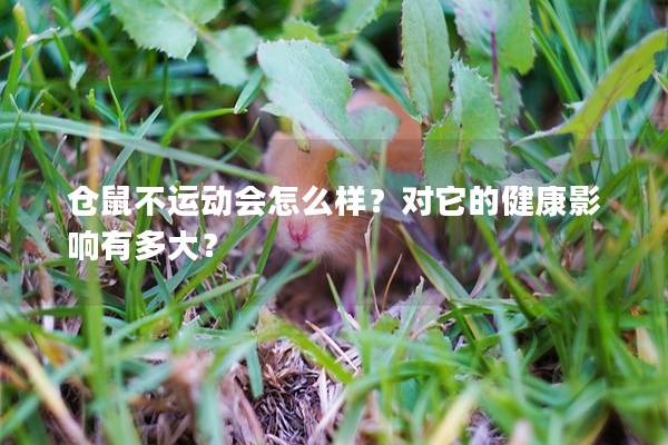 仓鼠不运动会怎么样？对它的健康影响有多大？
