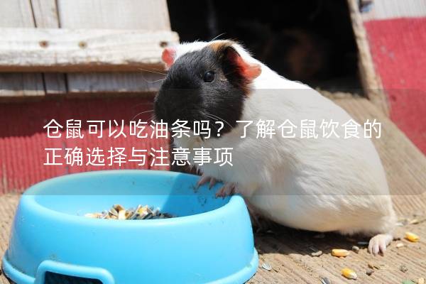 仓鼠可以吃油条吗？了解仓鼠饮食的正确选择与注意事项