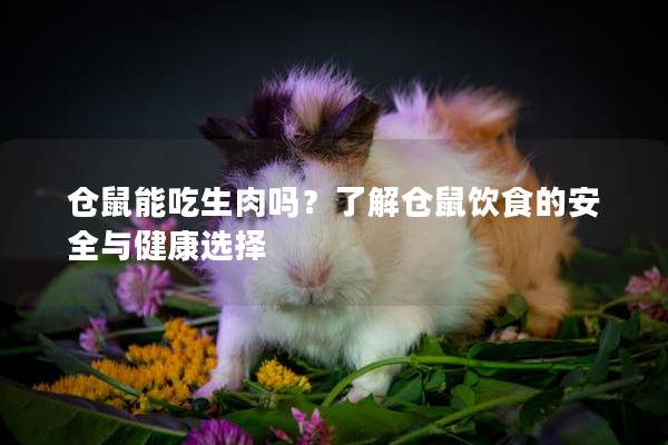 仓鼠能吃生肉吗？了解仓鼠饮食的安全与健康选择