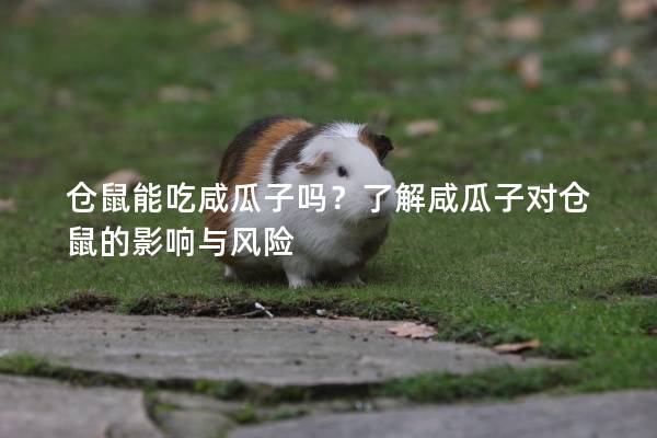 仓鼠能吃咸瓜子吗？了解咸瓜子对仓鼠的影响与风险