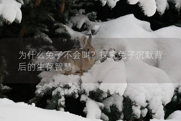 为什么兔子不会叫？探究兔子沉默背后的生存智慧