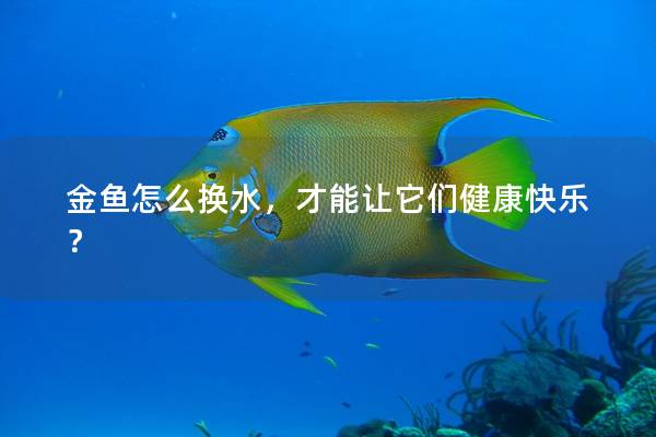 金鱼怎么换水，才能让它们健康快乐？