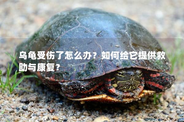 乌龟受伤了怎么办？如何给它提供救助与康复？