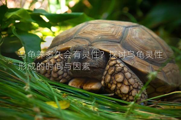 乌龟养多久会有灵性？探讨乌龟灵性形成的时间与因素