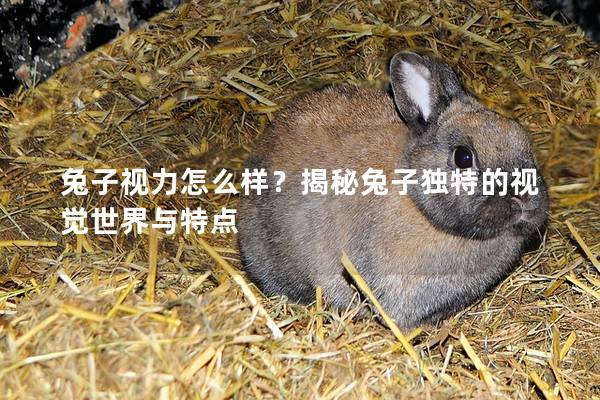 兔子视力怎么样？揭秘兔子独特的视觉世界与特点